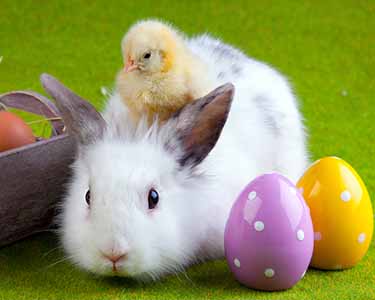 Kids San Antonio: Easter Bunny Events - Fun 4 Alamo Kids