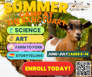Winding Branch Ranch Summer Camp