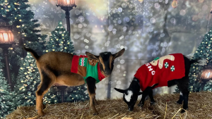 xmas goats.png