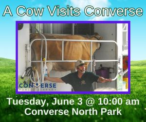 converse cow.jpg