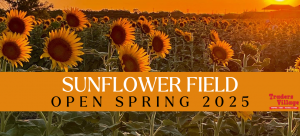 sunflower traders village.png