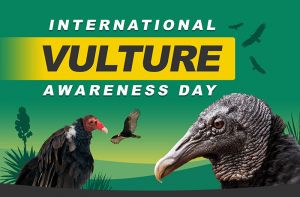 vulture day.jpg
