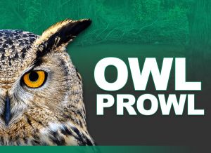 owl prowl.jpg