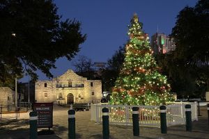 alamo tree.jpg