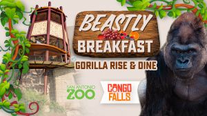 BeastlyBreakfast_Gorilla_1200x675.jpg