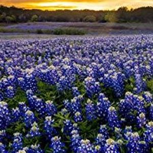 4/16 Fredericksburg Bluebonnet Festival by Best of Texas