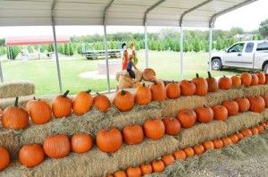 10/05-10/27 Pipe Creek Farm Pumpkin Patch