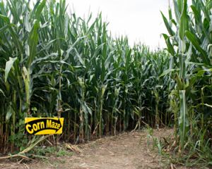 Corn Mazes & Farm Fun