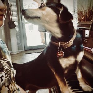 Beagle Piano Lessons and Music Studio