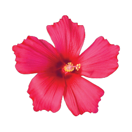 San Antonio Botanical Garden Thanksgiving Camp