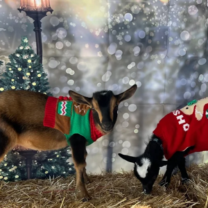 11/30 and 12/21 - Hot Cocoa and Goat Cuddles at In Contrada Vineyard and Kitchen