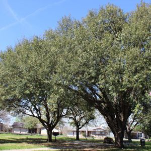 Lone Oak Park
