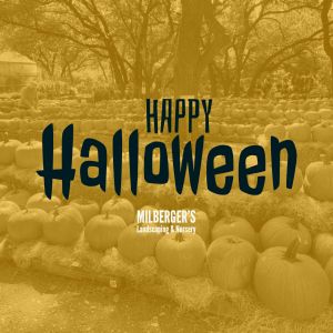 09/27 - 10/31 Milberger’s Nursery Pumpkin Patch & Hay Maze