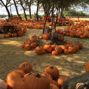 10/05 - 10/31 Helotes Hills UMC - Pumpkin Patch