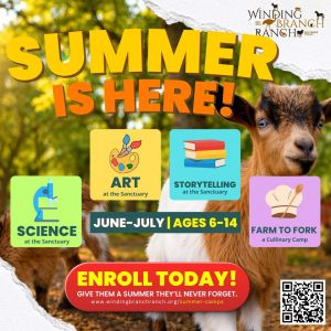 Winding Branch Ranch Summer Camps