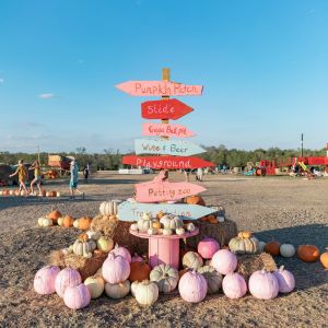 09/26 - 11/01 Country Grace Farms - Pink Pumpkin Patch