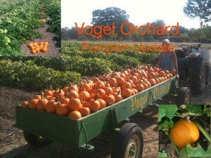 Vogel Orchard